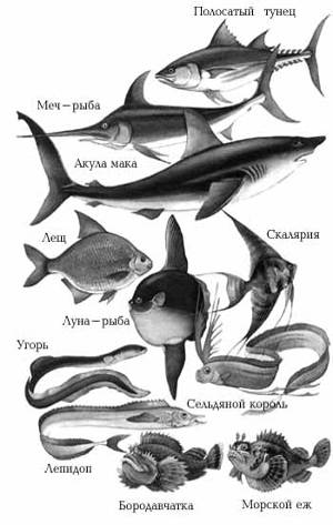 Изучение темы «Морфологические адаптации рыб» в школьном курсе биологии