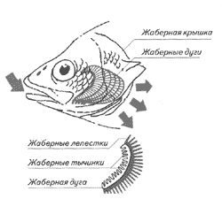 Изучение темы «Морфологические адаптации рыб» в школьном курсе биологии